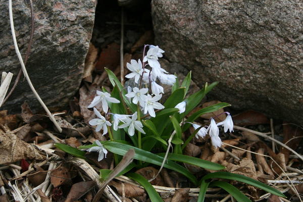 Scilla tubergeniana, nebo scilla Mishchenko (Scilla tubergeniana, Scilla mischtschenkoana). Foto: Uleli, sv.wikipedia.org