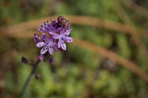 Scilla podzimní (Scilla autumnalis). Foto s laskavým svolením floradegalicia.wordpress.com