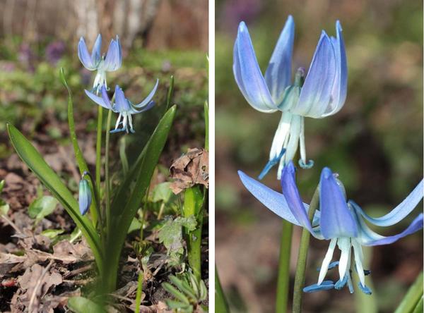 Scilla Rosenova (Scilla rosenii). Foto: Sergey Mayorov, molbiol.ru