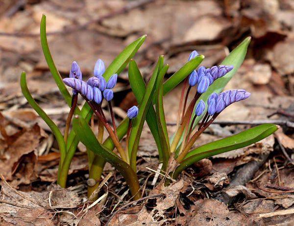 Scilla bifolia. Foto: Sergey Mayorov, plantarium.ru