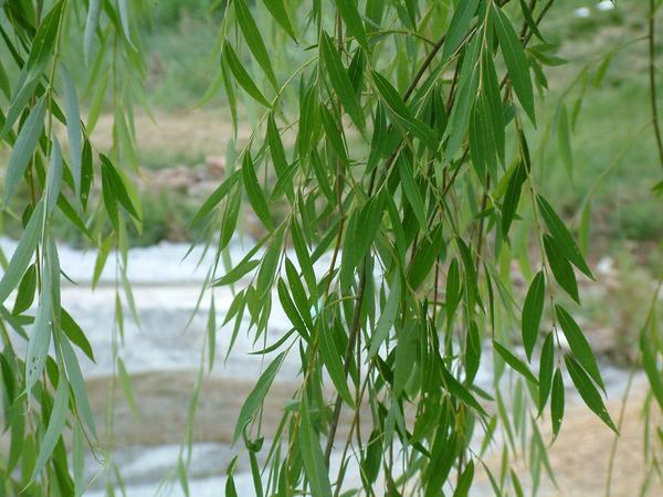 Ива вавилонская, или плакучая (Salix babylonica). Фото с сайта tvemhaber.com