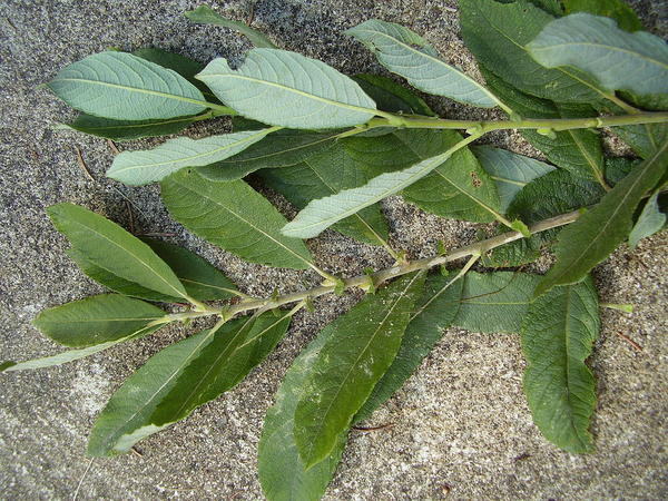 Ива ясеня (Salix cinerea). Фото: ВОВ, ru.wikipedia.org