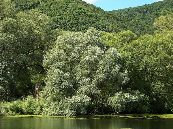 Ива белая (Salix alba). Фото: Willow, ru.wikipedia.org