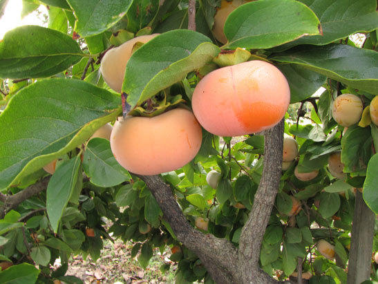 Крупные плоды с яркой оранжевой кожурой