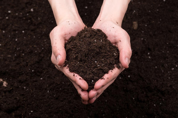 Грунт должен быть рыхлым и плодородным