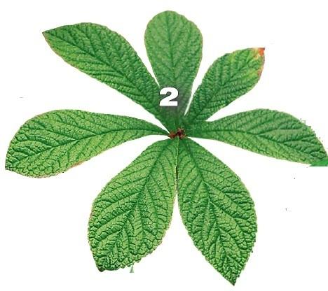Роджерсия перистая (Rodgersia pinnata)