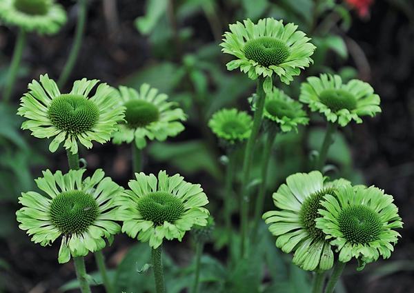 Зеленая «десятка»: самые красивые растения с зелеными цветками