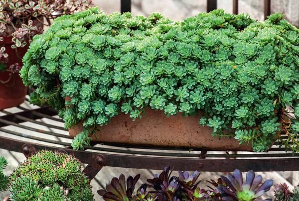 Очиток толстоветвистый (Sedum pachyclados)