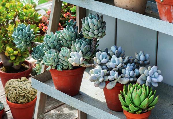 Пахифитум яйценосный (Pachyphytum oviferum)