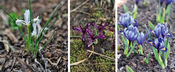 Iridodictia síťovaná: vlevo &ndash; Natascha, uprostřed &ndash; Pauline, vpravo &ndash; Rapsódie