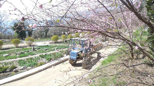 Сезонные работы в саду и огороде: конец марта – начало апреля