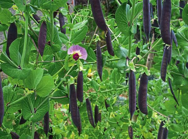Необычные сорта гороха: фиолетовый и безлистный