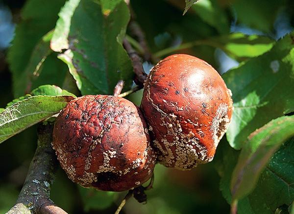 Плодовая гниль - грибное заболевание, поражающее плоды практически всех плодовых культур, но в большей степени - яблони и груши