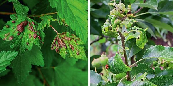Слева: красные вздутия на смородине - это не заболевание, а поражение ее листовой смородиновой галлицей. Справа: растения, ослабленные вредителями, наиболее уязвимы
