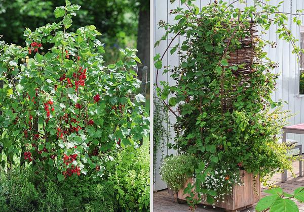 Слева: красная смородина - популярная обитательница садов. Справа: ежевику вполне можно держать под контролем