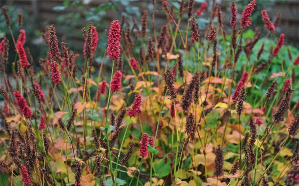 Křídlatka (Persicaria amplexicaulis) docela dobře zimuje pod vrstvou mulče