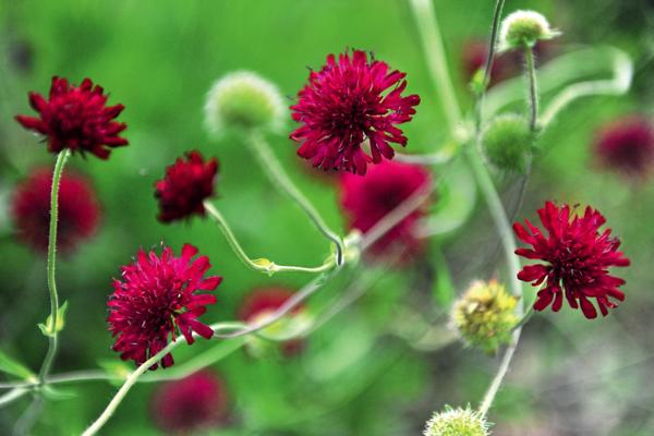 Короставник македонский (Knautia macedonica)