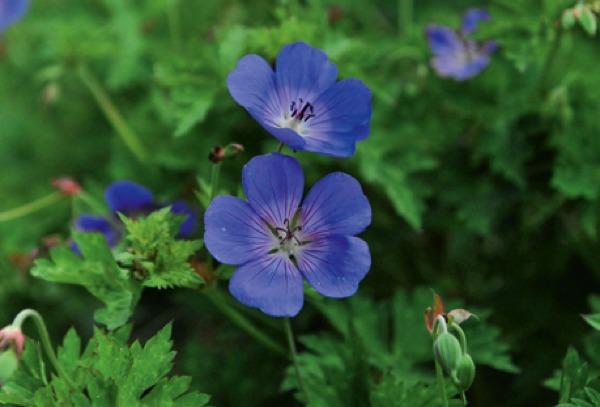 Geranium Rozanne