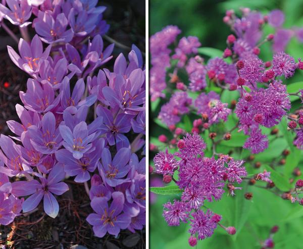 Слева: безвременник (Colchicum). Справа: вернония арканзасская (Vernonia arkansana)