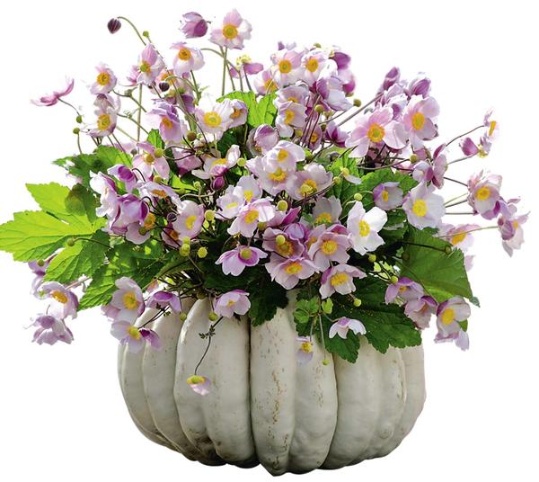 Тыква сорта Muscade de Provence пригодится не только для кулинарных целей