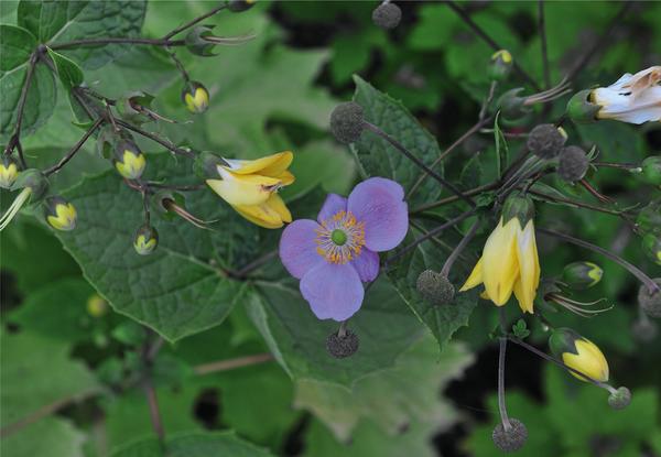 Kirengeshoma palmate (Kirengeshoma palmata)