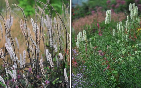 Vlevo: černá cohosh (Cimicifuga). Vpravo: spálenina kanadská (Sanguisorba canadensis)