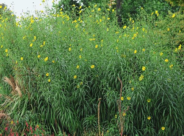 Slunečnice vrbová (Helianthus salicifolius)