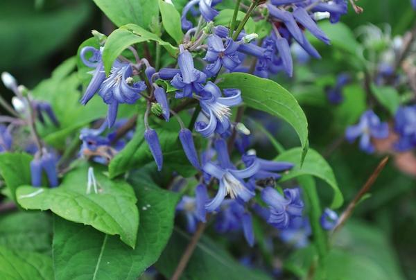 Клематис борщевиколистный (Clematis heracleifolia)