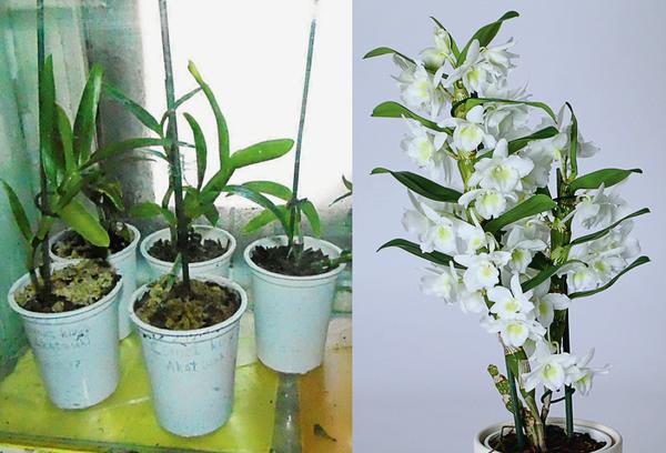 Семена орхидеи дендробиум иконников семен