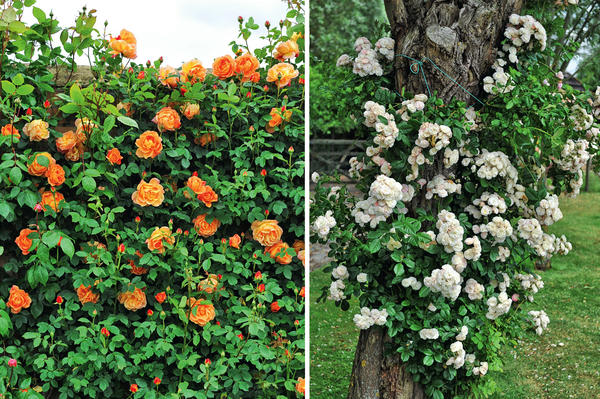 слева: многие кустовые сорта роз можно выращивать как невысокие плетистые. справа: густомахровая роза bouquet parfait подвязана к иве