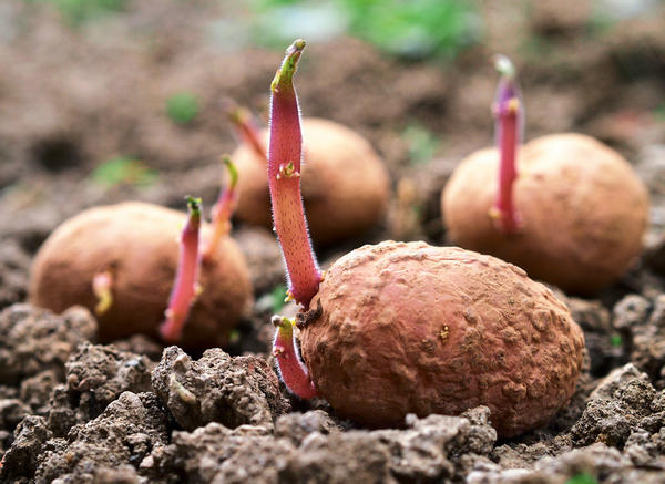 Сорта картофеля: урожайные отечественные новинки