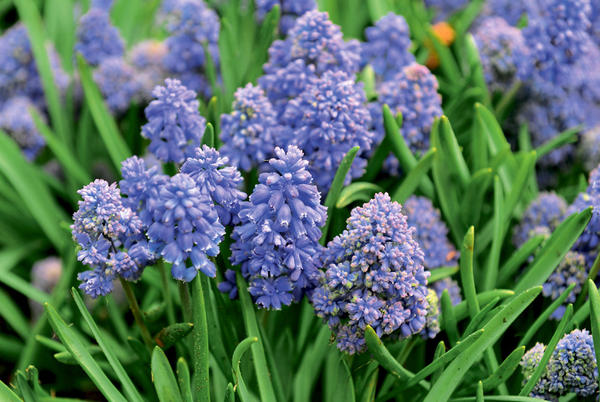 Мускари Blue Spike