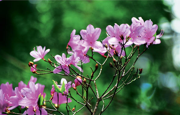 селекция рододендронов ведется как по разнообразию и качеству цветения, так и по зимостойкости растений
