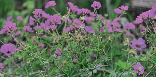 Pelargonie malá (G. psilostemon) nekvete dlouho, ale je efektní