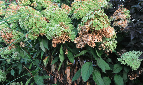 В сухое жаркое лето листья и соцветия гортензии могут увядать и засыхать