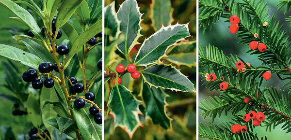 Слева направо: лавровишня (Prunus laurocerasus), падуб остролистный (Ilex aquifolium), тис ягодный (Taxus baccata)