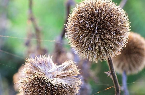 Шарики соцветий мордовника (Echinops) смотрятся очень эффектно