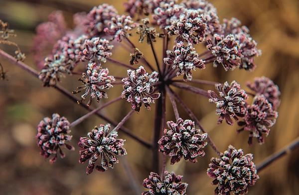 Дудник лесной (Angelica sylvestris) Vicars Mead