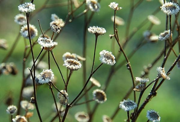 Филигранные соцветия пижмы (Tanacetum) в кристалликах льда