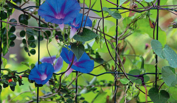 Вьющиеся летники, например ипомея трехцветная (Ipomoea tricolor), быстро оплетают опору и превращают ее в эффектную ширму