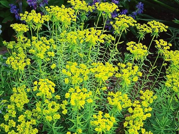Молочай степной (Euphorbia stepposa)