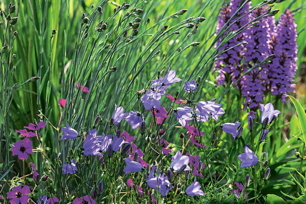 Campanula rotundifolia ve společnosti tmavě růžového jasanu jasanového a kořene dlanité májové