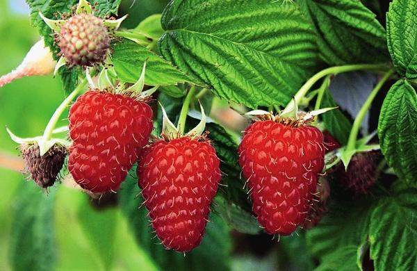 Яркие ягоды в саду: выбираем сорта малины и ежевики