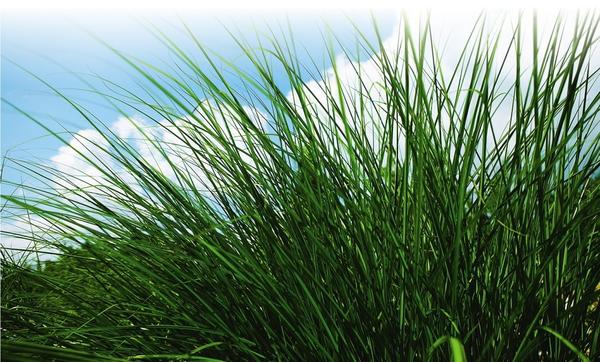 Подкармливать газон азотными удобрениями нужно до осени, дальше стимуляция роста травы принесет лишь вред