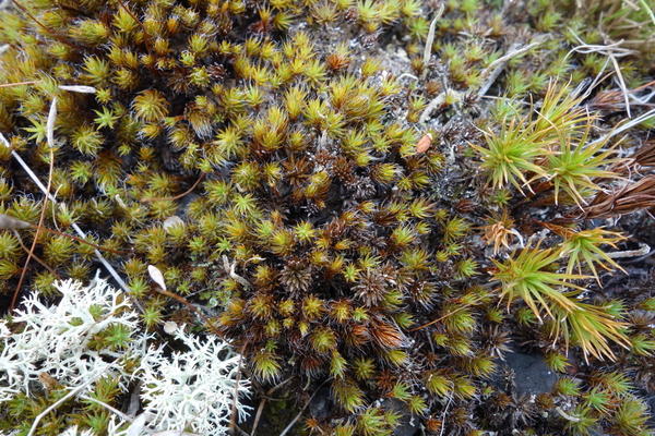 Растения верховых болот и тундры вынуждены экономить воду.