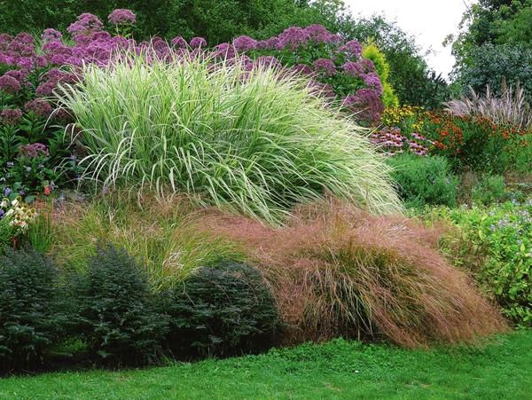 Сочетание эрагростиса и мискантуса китайского подходит только для южных районов России