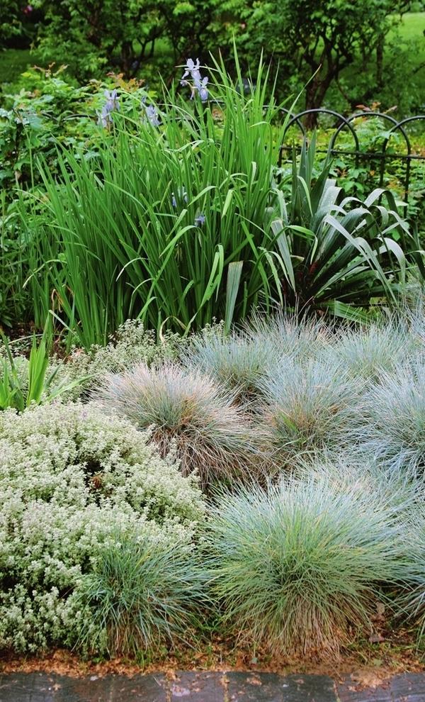 Пышные кочки овсяницы сизой похожи на симпатичных ежиков, спрятавших черные носики в грунте цветника