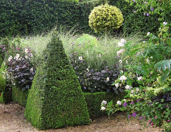 Самшит, использованный для бордюра, боится холодов