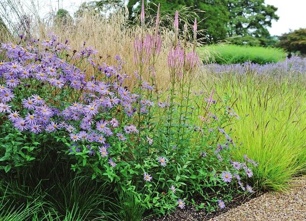 Многолетние кустовые астры выигрышно смотрятся по соседству с любыми злаковыми растениями