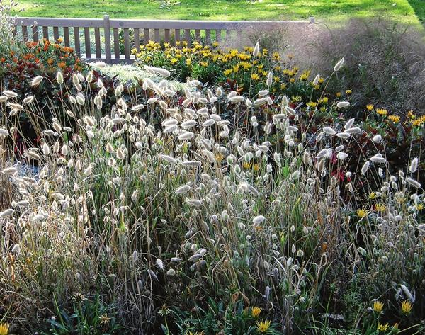 Зайцехвост — симпатичный однолетний злак, высаживать который лучше всего на солнце или в полутени